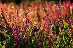 开云体育app-北欧铁血破郁金香，维尼修斯爆点艺术诠释现代足球胜负手