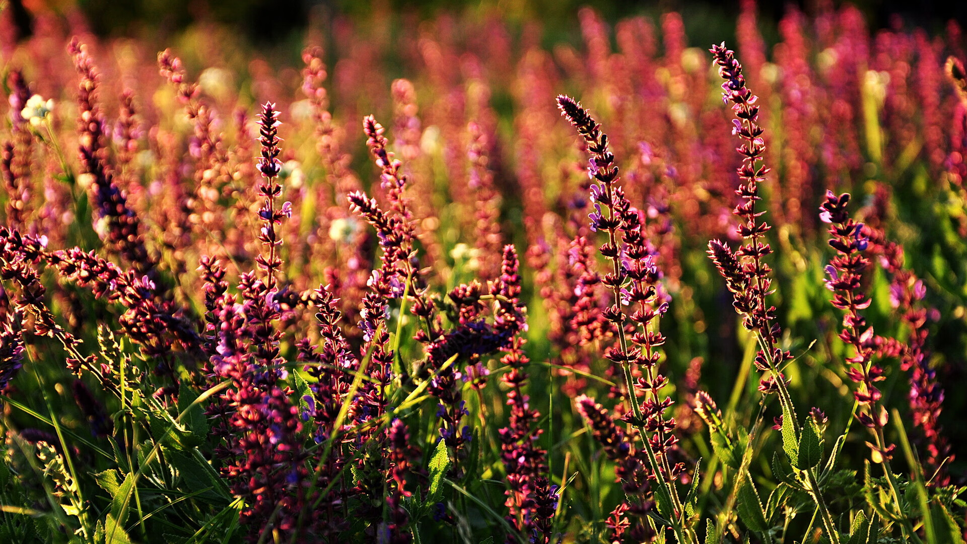 北欧铁血破郁金香,维尼修斯爆点艺术诠释现代足球胜负手